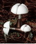 Lampe De Bureau Pipistrello Minipipistrello Sans Fil